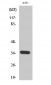 Cdk2/Cdc2 Polyclonal Antibody